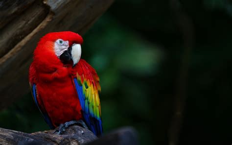 Animals Wildlife Nature Birds Macaws Parrot Wallpapers Hd