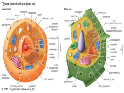 Cells Cell Structure Cells And Organisms