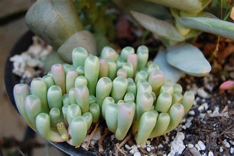 Fenestraria Known As Baby Toes Add Interest