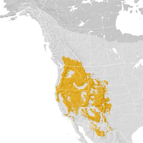 Cassins Finch Range Map Post Breeding Migration Ebird Status And