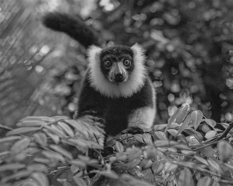 Black And White Ruffed Lemur Smithsonian Photo Contest Smithsonian