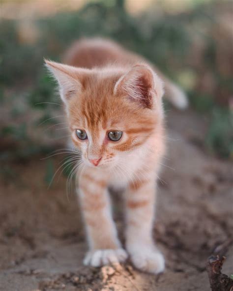 A Small Red Kitten With Big Blue Eyes A Kitten Walks On The Grass In