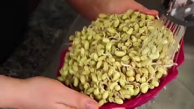 Armando bima 11.830 views2 year ago. Cara Membuat Tauge dari Kacang Kedelai untuk Pemula ...