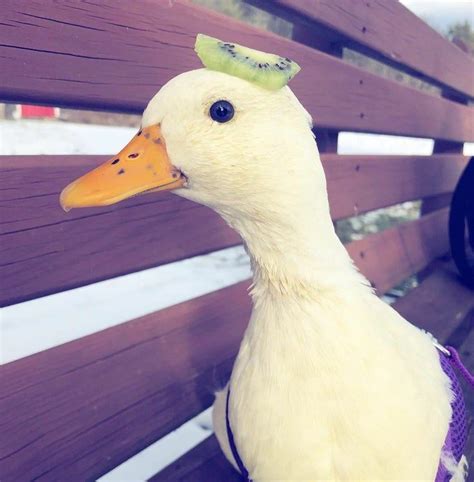 Cute Goose With A Kiwi On His Head Aww Pet Ducks Duck Pictures