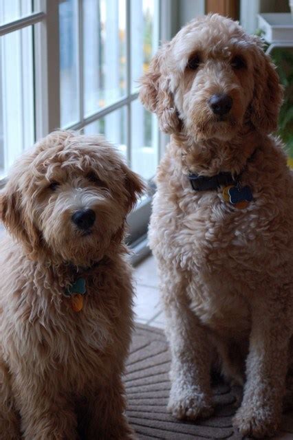 The parent breeds have a visible effect on the temperament and behavior of goldendoodle. F1B Goldendoodle - A Perfect Pet