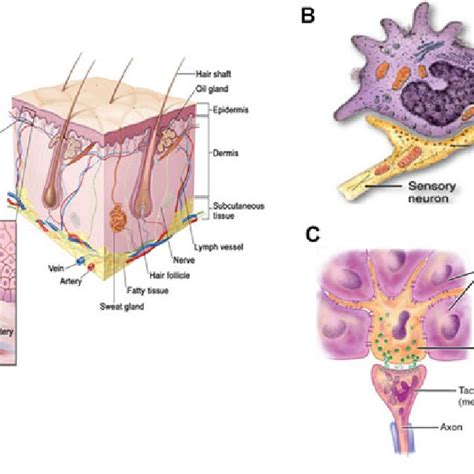 Morphology And Localization Of Merkel Cells A Location Of Merkel Cells