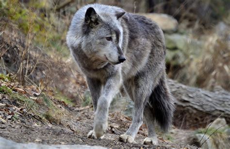 Gray Wolf Dsc0342 Grey Wolf Wolf Animals