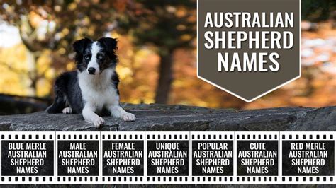 Australian Shepherd Names 150 Unique Names For Aussies Petmoo
