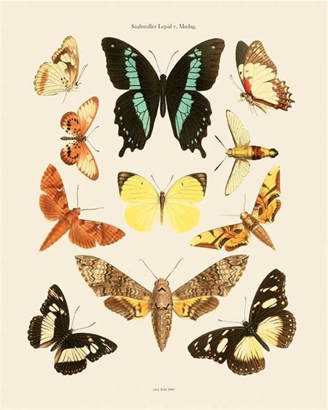 Antique Butterfly Art Print Nature Print Natural History Etsy