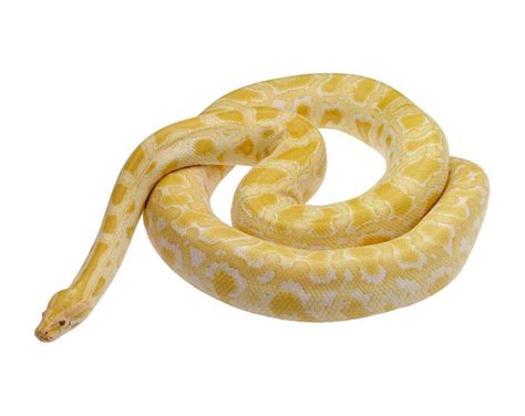 Albino Granite Burmese Python For Sale Uk Ebonygoode