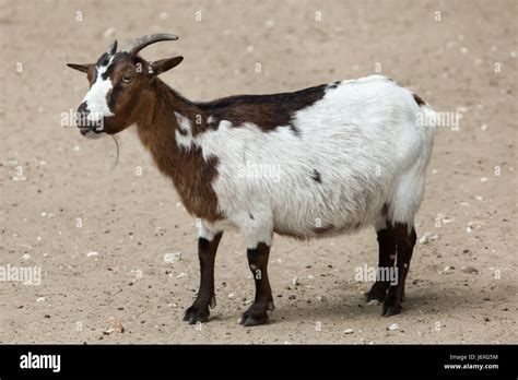 Domestic Goat Capra Aegagrus Hircus Farm Animal Stock Photo Alamy