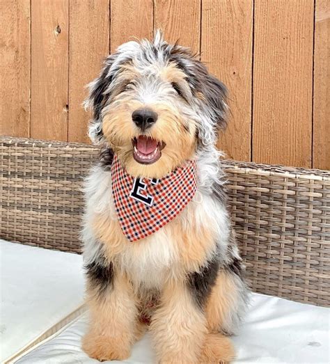 when is a mini aussiedoodle full grown full adult size