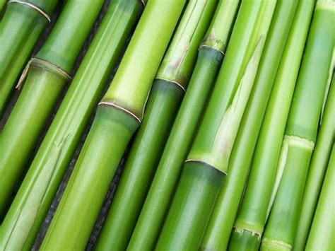 Is Bamboo Fabric Ecological Samatoa Lotus Textiles