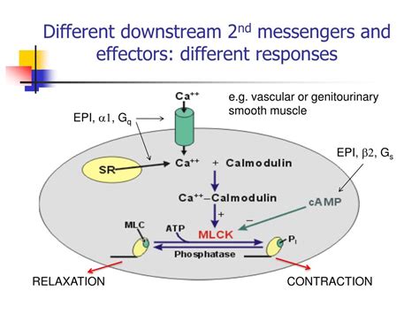 PPT SIGNAL TRANSDUCTION BY ADRENERGIC AND CHOLINERGIC RECEPTORS