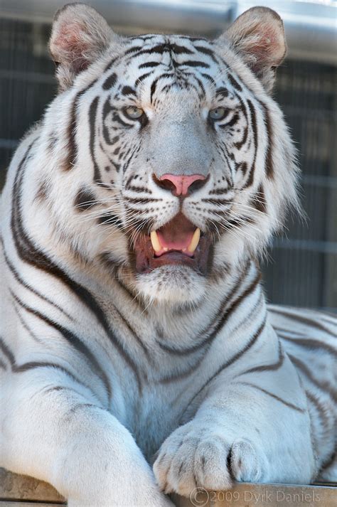 0908cmz02092 Male Almos Royal White Bengal Tiger Pan Flickr