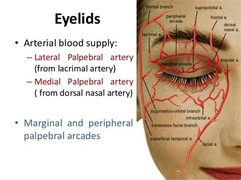 Blood Supply Of Eye And Optic Nerve