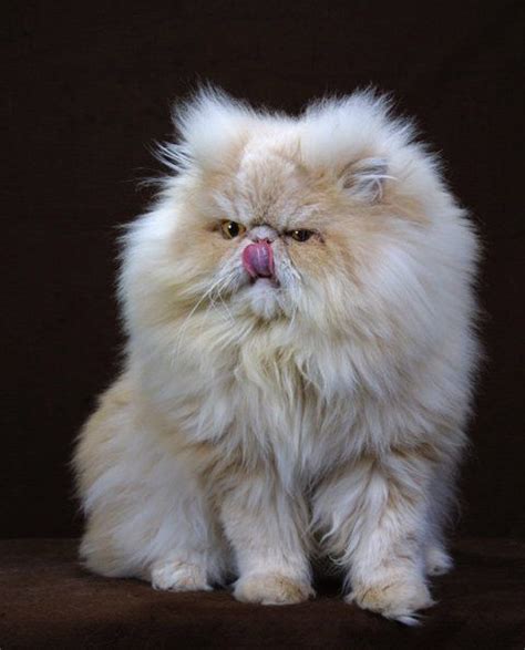 İran kedileri persiancat long haired cats persian kittens long hair cat breeds