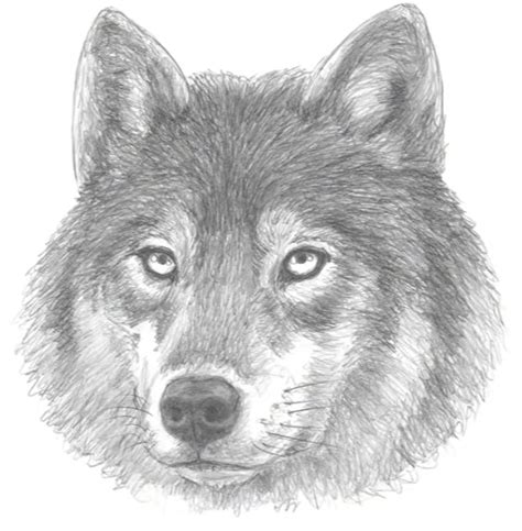 Top 71 Realistic Wolf Drawing Super Hot Nhadathoangha Vn