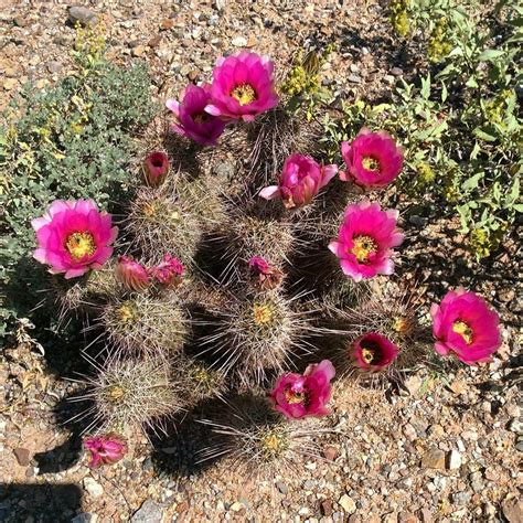 Spring 2015 In The Sonoran Desert Blooming Cactus Sonoran Desert Bloom