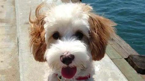 Bassetoodle Basset Hound Poodle Mix Temperament Size Lifespan Adoption