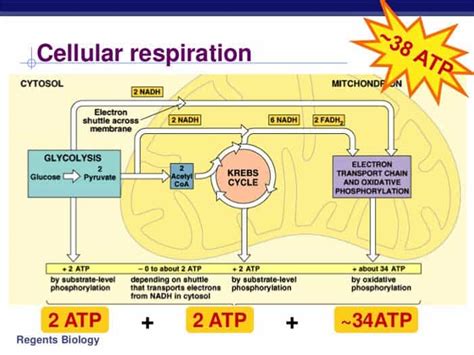 Cellular Respiration Equation Types Stages Products And Diagrams