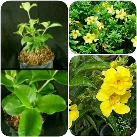 Jual Bibit Tanaman Hias Bunga Alamanda Kuning Super Di Lapak Yuna