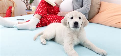 Can Your Dog Sense Pregnancy