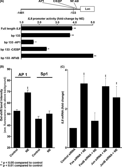 Role Of Ap1 In Ne Mediated Il8 Induction A Analysis Of Fulllength And