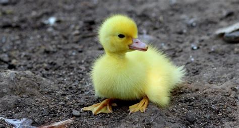 Imagen gratis Pequeño lindo amarillo patito pollo pato