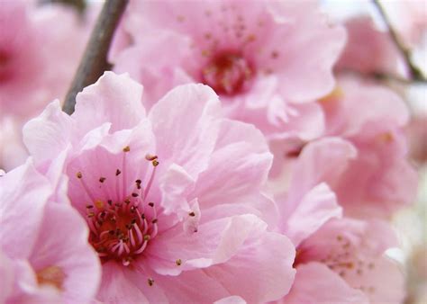 Flowering Tree Art Prints Spring Pink Blossom Flowers Baslee Greeting