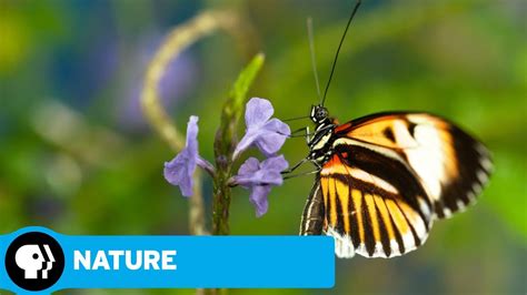 Nature Sex Lies And Butterflies Official Trailer Pbs Youtube