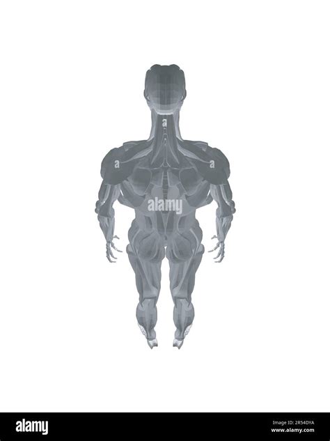 Sistema Muscolare Anteriore E Posteriore Maschio Dell Uomo Di Anatomia