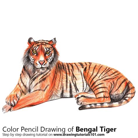 Bengal Tiger Colored Pencils Drawing Bengal Tiger With Color Pencils