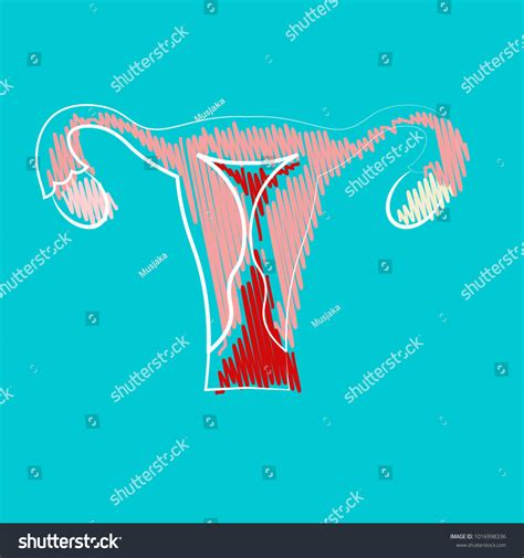 Uterus Ovary Cervix Fallopian Tubes Isolated Stock Vector Royalty Free