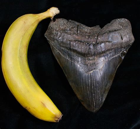 Extremely Wide 613 Megalodon Tooth For Sale 5726