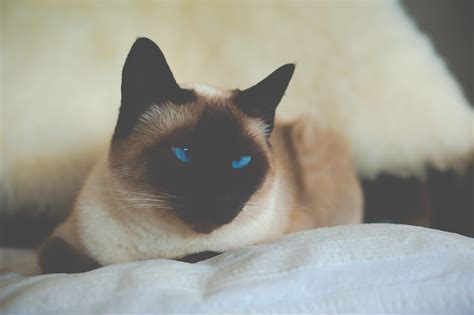 Siamese Cat Cat Siamese Blue Eyed Hd Wallpaper Wallpaper Flare
