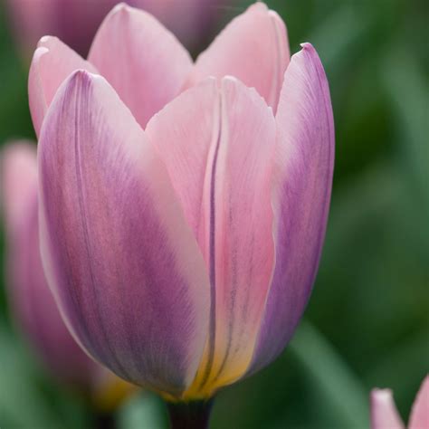 Tulipa Light And Dreamy Rose Cottage Plants