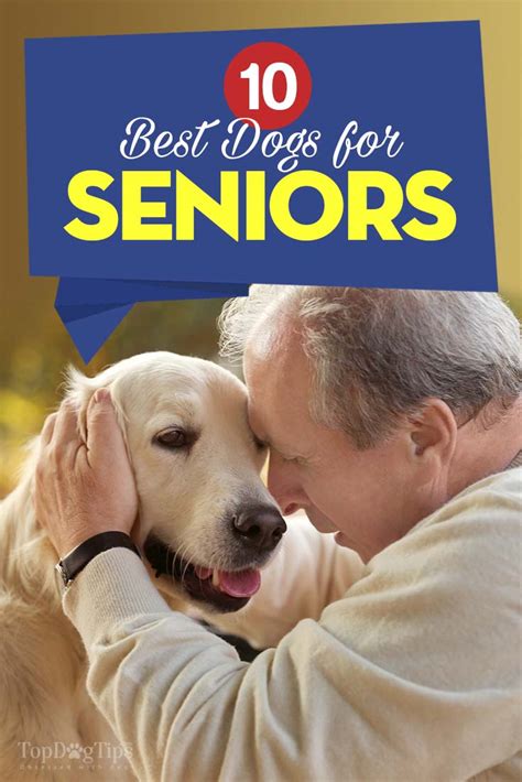 10 Best Dogs For Seniors And How They Benefit The Elderly Top Dog Tips