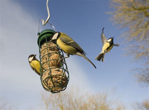 5 Ways To Get More From Your Big Garden Birdwatch The Rspb Magazine