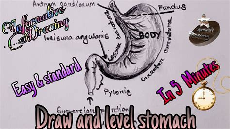 Draw And Lable Stomach Standard Drawing Of Stomach Easy Drawing In 5