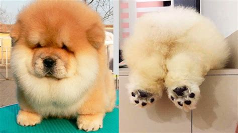 Meet 15 Of The Cutest Dog Breeds In The World