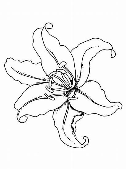 Lily Coloring Flower Pages Drawing Flowers Printable