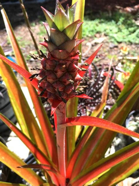 Ornamental Pineapples In Fruit Tropical Looking Plants Other Than