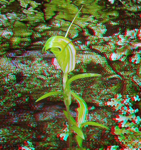 Diplodium Brumale Stereoscopic Anaglyph North Shore Kauri Flickr
