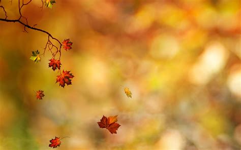 Falling Leaves Autumn Wallpapers Wallpaper Cave