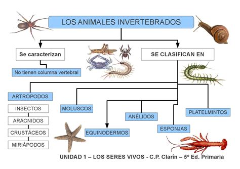 Los Seres Vivos Animales Invertebrados By Edita Sueiras Issuu Images
