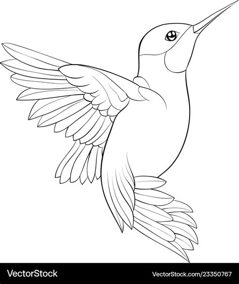 Adult Coloring Bookpage A Cute Hummingbird Image Vector Image