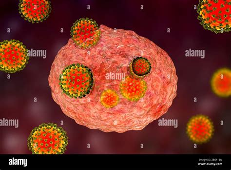 Covid 19 Coronaviruses Infecting Human Cells Illustration Stock Photo