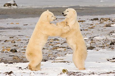 190 Polar Bear Fight Stock Photos Pictures And Royalty Free Images Istock