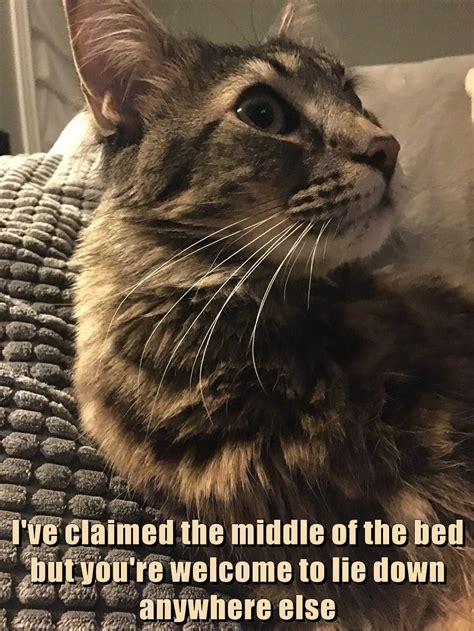 Except Amywhere On The Bed Lolcats Lol Cat Memes Funny Cats